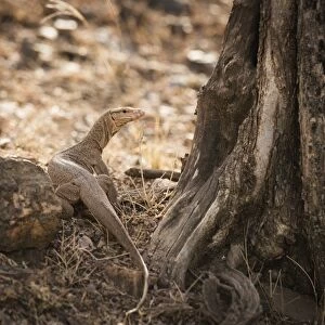 Monitor lizard, Ranthambhore National Park, Rajasthan, India, Asia