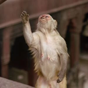 Monkey in Temple of Durga