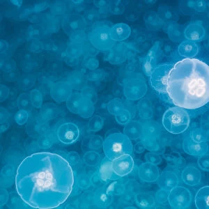 Moon jellyfish bloom (Aurelia aurita), Prince William Sound, Alaska, United States of America