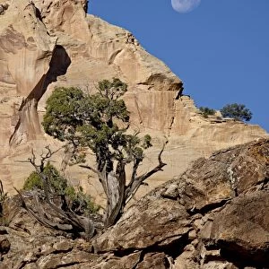 Moon over rock formations and juniper, Grand Staircase-Escalante National Monument