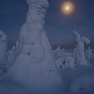 Moonrise over snow covered trees, Tykky, Kuntivaara, Kuusamo, Finland, Europe
