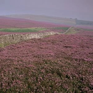 Moors near Grinton, Yorkshire, England, United Kingdom, Europe