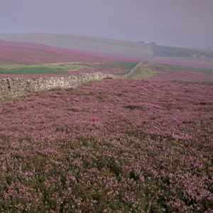 Moors near Grinton, Yorkshire, England, United Kingdom, Europe