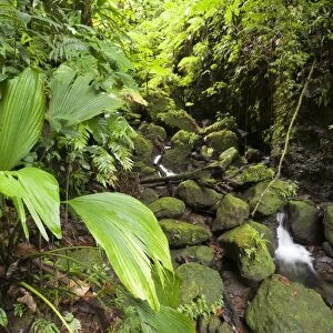 Morne Trois Pitons National Park, UNESCO World Heritage Site, Dominica, West Indies, Caribbean, Central America