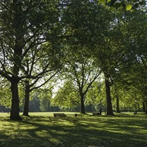 Morning sunlight, St. James Park, London, England, United Kingdom, Europe