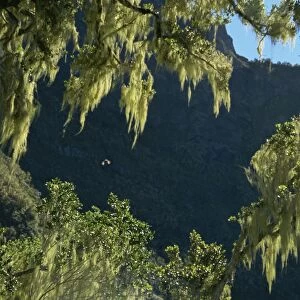Moss covered trees, Plaine des Fraises, Cirque de Cilaos, Reunion, Africa