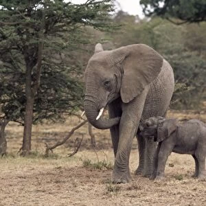 Mother and baby African elephant