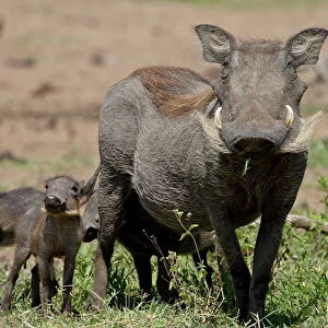 Mother and baby Warthog (Phacochoerus aethiopicus), Masai Mara National Reserve