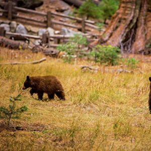 Mother brown bear and her cub, Sequoia National Park, California, United States of America