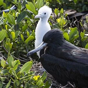 Mother frigate bird tenaciously protects her chick, Barbuda, Antigua and Barbuda