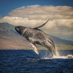 Mother whale fully breaches the water, Maui, Hawaii, United States of America, Pacific