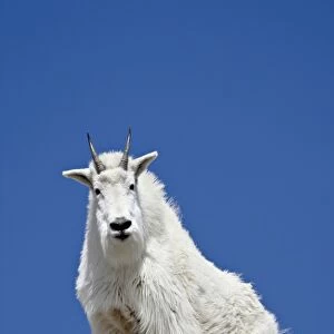 Mountain Goat (Oreamnos americanus), Mount Evans, Colorado, United States of America