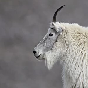 Mountain goat (Oreamnos americanus), Mount Evans, Arapaho-Roosevelt National Forest, Colorado, United States of America, North America