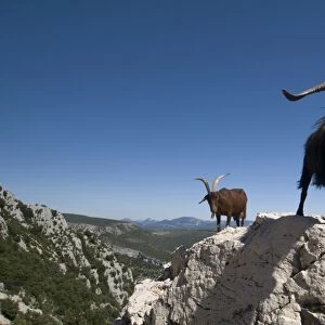 Mountain goats overlooking the Gorges du Verdon, Provence, France, Europe