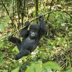 Mountain Gorilla (Beringei beringei), Bwindi Impenetrable Forest, UNESCO World Heritage Site