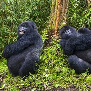 Mountain gorilla (Gorilla beringei beringei), Virunga National Park, Rwanda, Africa