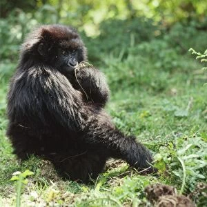 Mountain Gorillas (Gorilla gorilla beringei) juvenile feeding, Virunga Volcanoes