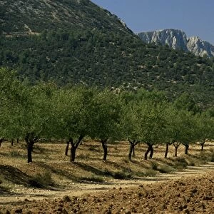 Mountains and olive trees