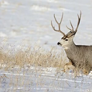 Mule deer (Odocoileus hemionus) buck in snow, Roxborough State Park, Colorado