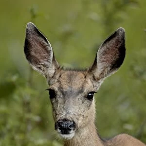Mule Deer (Odocoileus hemionus) doe, Waterton Lakes National Park, Alberta
