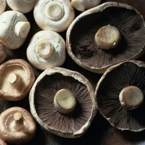 Mushrooms