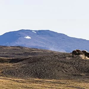 Muskox bulls (Ovibos moschatus), Myggebukta (Mosquito Bay), Christian Xs Land, Northeast Greenland, Polar Regions