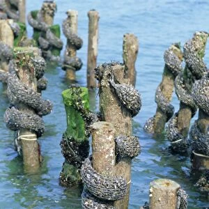 Mussel farming, south coast of the Ile de Noirmoutier, Island of Noirmoutier