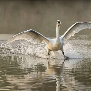 Mute swan (Cygnus olor) landing, Kent, England, United Kingdom, Europe