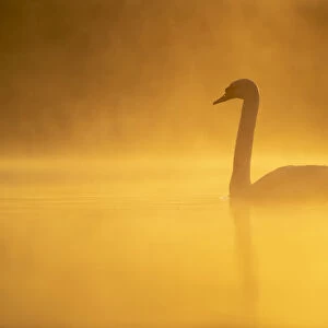 Mute swan (Cygnus olor) at sunrise, Kent, England, United Kingdom, Europe