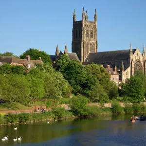 Mute swans and barge on River Severn, spring evening, Worcester Cathedral