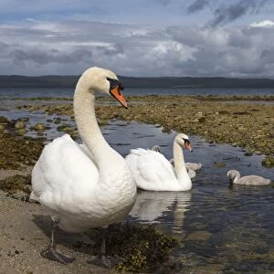 Mute swans (Cygnus olor) on seashore at freshwater stream mouth, Arran, Scotland, United Kingdom, Europe