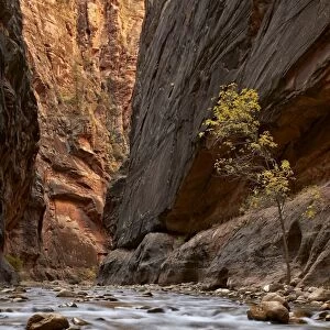 The Narrows of the Virgin River in the fall, Zion National Park, Utah, United States of America