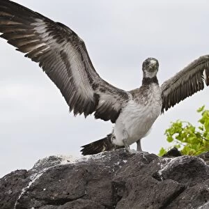 Nazca booby (Sula grantii) chick, Punta Suarez, Santiago Island, Galapagos Islands, Ecuador, South America