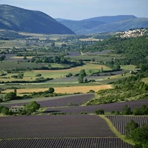 The Nesque Valley, Sault, near Mont Venoux, Vaucluse, Provence, France, Europe