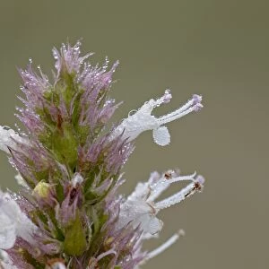 Nettleleaf horsemint (Agastache urticifolia) bloom with dew, Gunnison National Forest