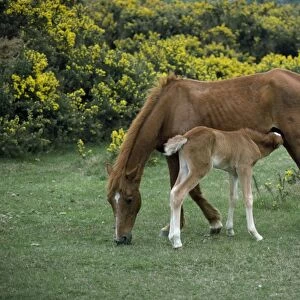 New Forest pony and suckling foal, Hampshire, England, United Kingdom, Europe