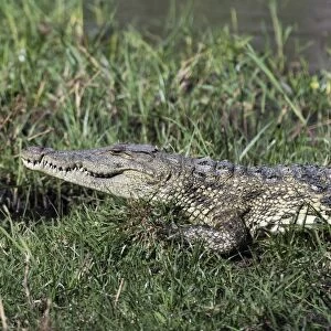 A Nile crocodile (Crocodylus niloticus), on Khwai River bank, Okavango Delta, Botswana