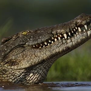 Nile crocodile (Crocodylus niloticus), Zimanga Private Game Reserve, KwaZulu-Natal