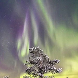 Northern Lights (Aurora Borealis) and starry sky on the frozen tree in the snowy woods