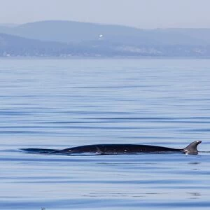 Northern minke whale, Balaenoptera acutorostrata, surfacing in Cattle Pass, San Juan Islands, Washington, United States of America, North America