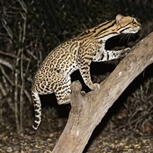 Ocelot (Leopardus pardalis) at night, Pantanal, Mato Grosso, Brazil, South America