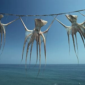 Octopi hung out to dry, Nerja, Costa del Sol, Andalucia, Spain, Europe