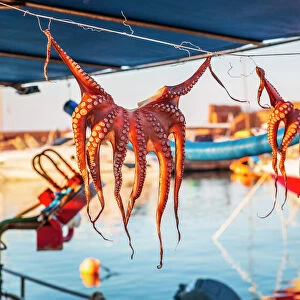 Octopuses hung up to dry on washing lines, Chania, Crete, Greek Islands, Greece, Europe