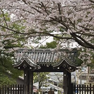 Old couple walking through gate under spring cherry tree blossom