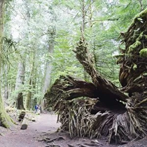 Old growth forest in Cathedral Grove, MacMillan Provincial Park, Vancouver Island