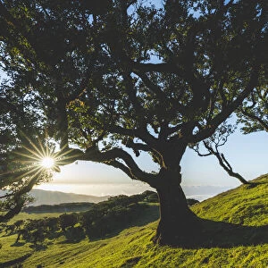Old laurel tree and green meadows at sunset, Fanal forest, Madeira island, Portugal