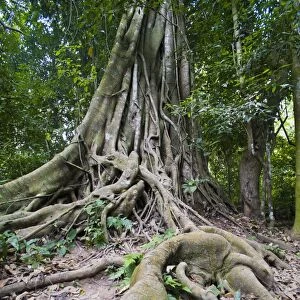 Old twisted roots in the forest at the Kuang Si Waterfalls, Luang Prabang, Laos, SIndochina, Southeast Asia, Asia