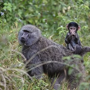 Olive baboon with baby on back (Papio anubis), Arusha National Park, Tanzania, East Africa
