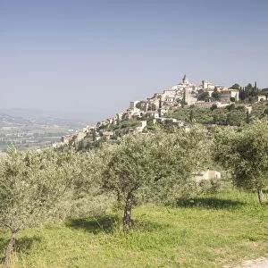 Olive grove near to Trevi in the Val di Spoleto, Umbria, Italy, Europe