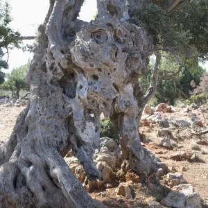 Olive tree